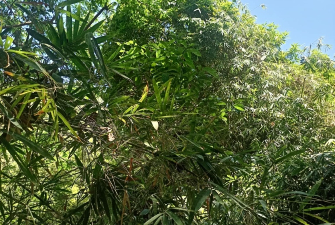 Farm With Fruit Trees For Sale